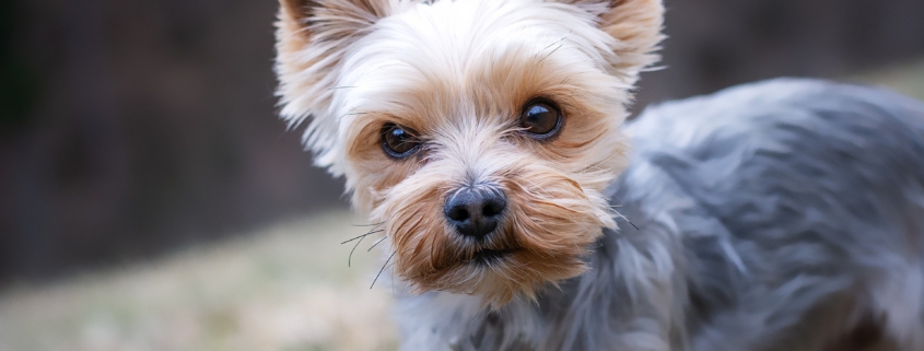 ZwergenZeit, Gruppentraining, kleine Hunde